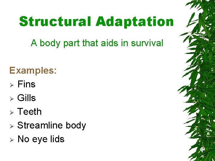 Structural Adaptation A body part that aids in survival Examples: Ø Fins Ø Gills Structural Adaptation A body part that aids in survival Examples: Ø Fins Ø Gills