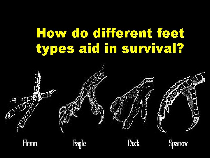 How do different feet types aid in survival? How do different feet types aid in survival?