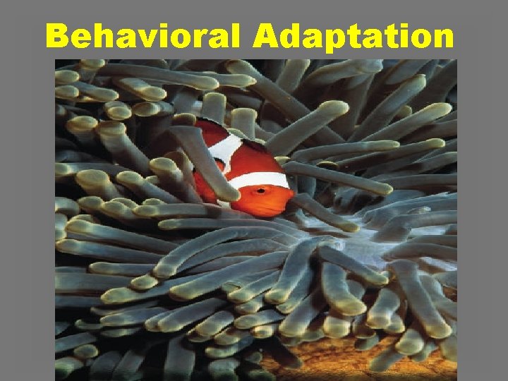 Behavioral Adaptation Behavioral Adaptation