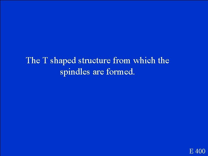 The T shaped structure from which the spindles are formed. E 400 
