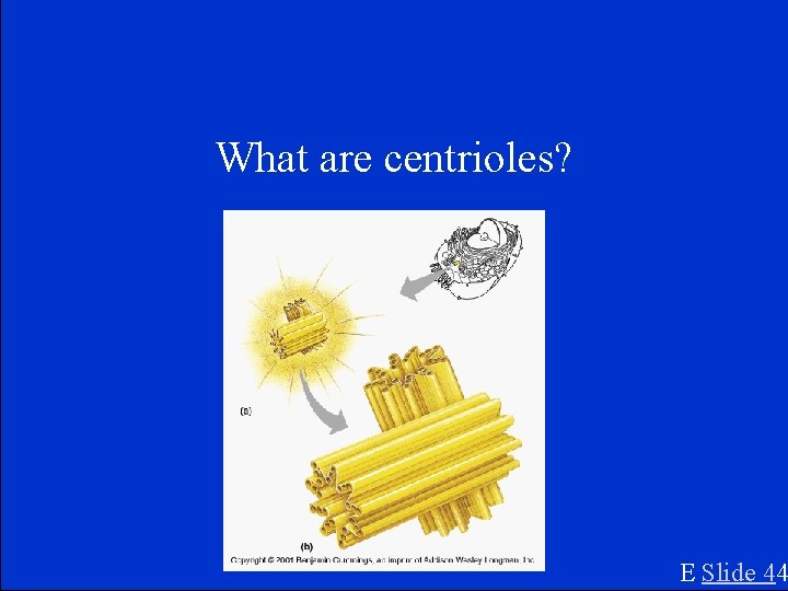 What are centrioles? E Slide 44 