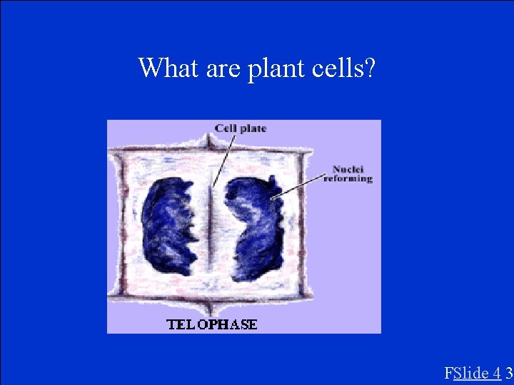 What are plant cells? FSlide 4 3 