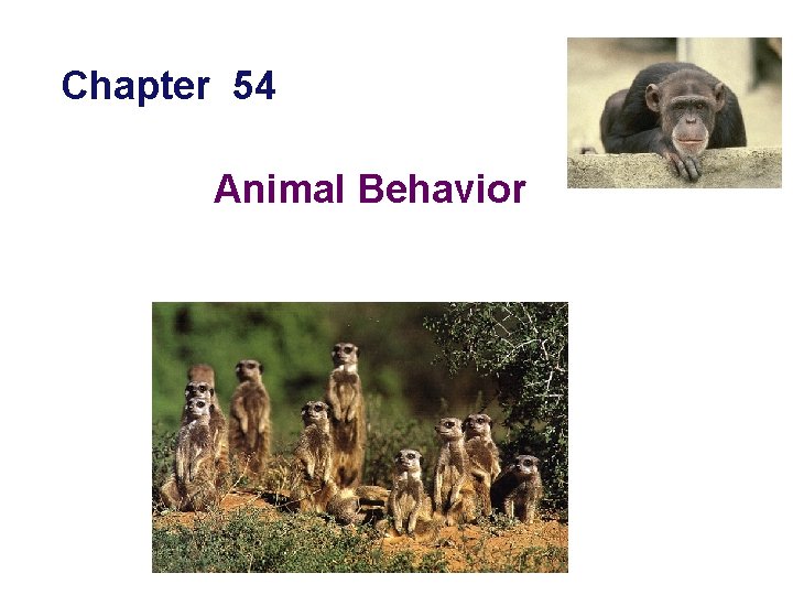 Chapter 54 Animal Behavior 
