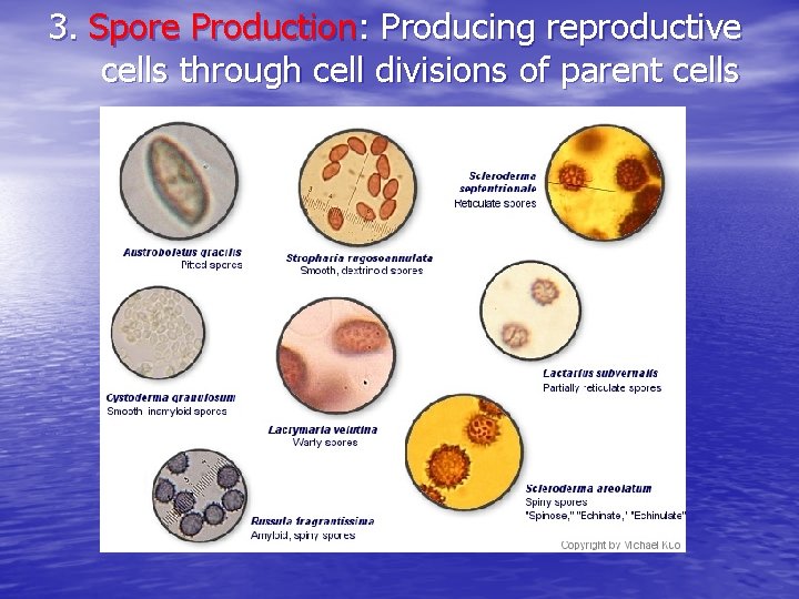 3. Spore Production: Producing reproductive cells through cell divisions of parent cells 