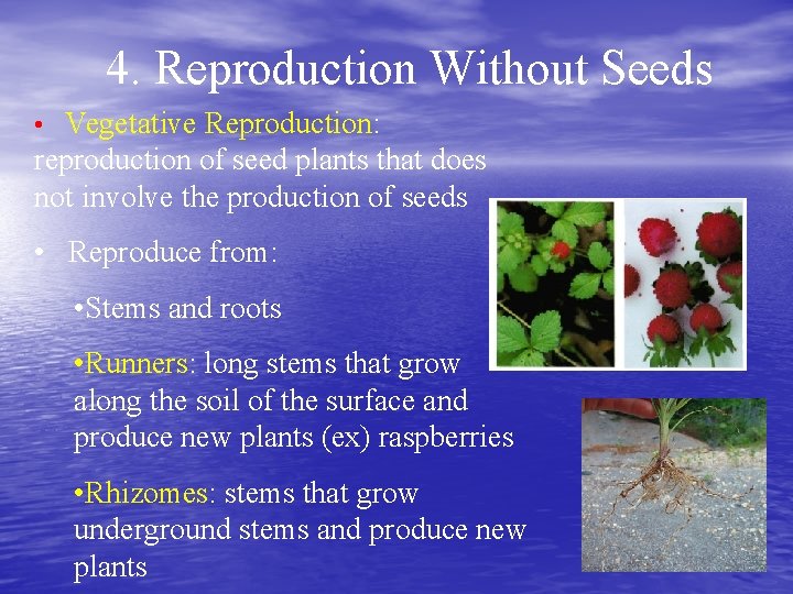 4. Reproduction Without Seeds • Vegetative Reproduction: reproduction of seed plants that does not