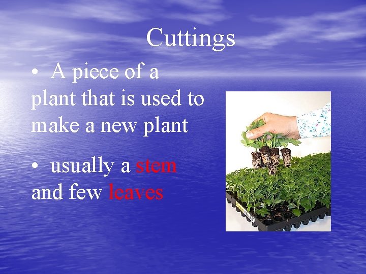Cuttings • A piece of a plant that is used to make a new