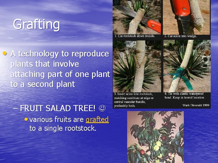 Grafting • A technology to reproduce plants that involve attaching part of one plant