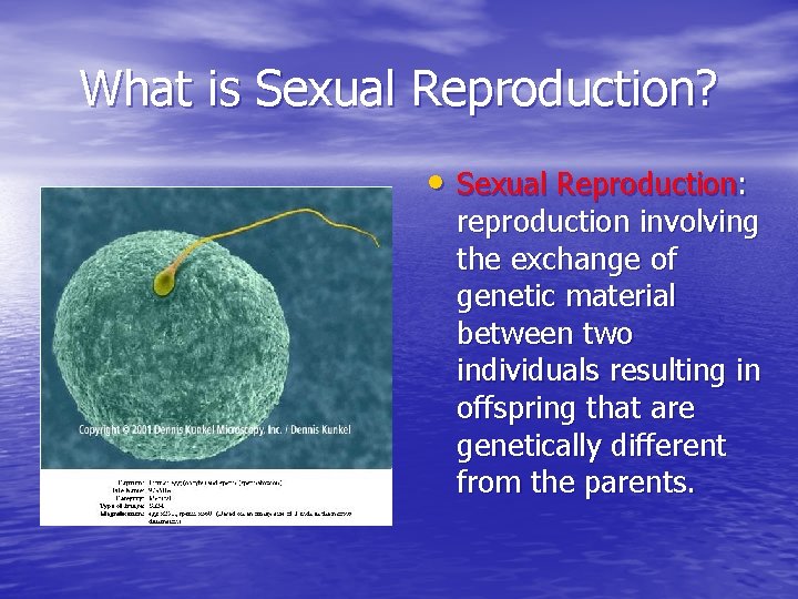 What is Sexual Reproduction? • Sexual Reproduction: reproduction involving the exchange of genetic material