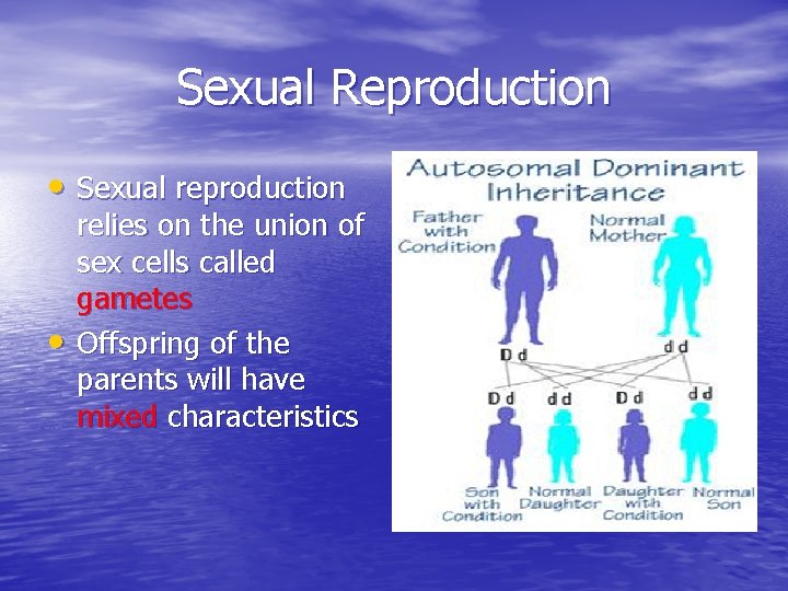 Sexual Reproduction • Sexual reproduction • relies on the union of sex cells called