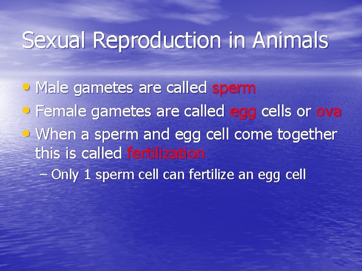 Sexual Reproduction in Animals • Male gametes are called sperm • Female gametes are