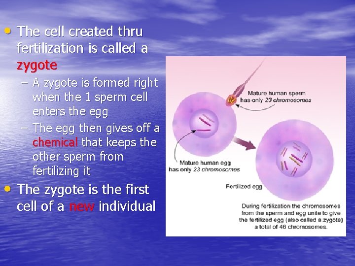  • The cell created thru fertilization is called a zygote – A zygote