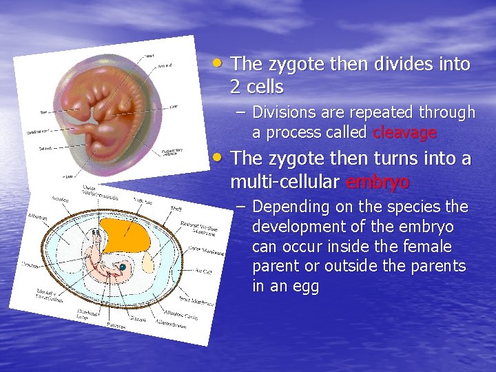  • The zygote then divides into 2 cells – Divisions are repeated through