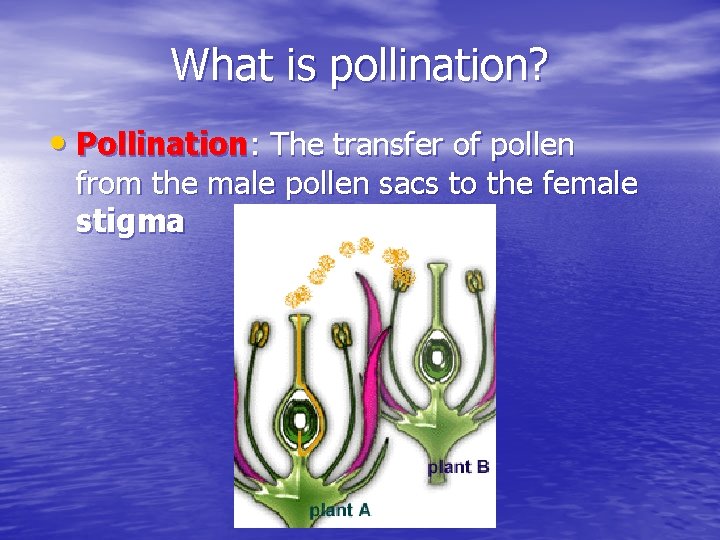 What is pollination? • Pollination: The transfer of pollen from the male pollen sacs