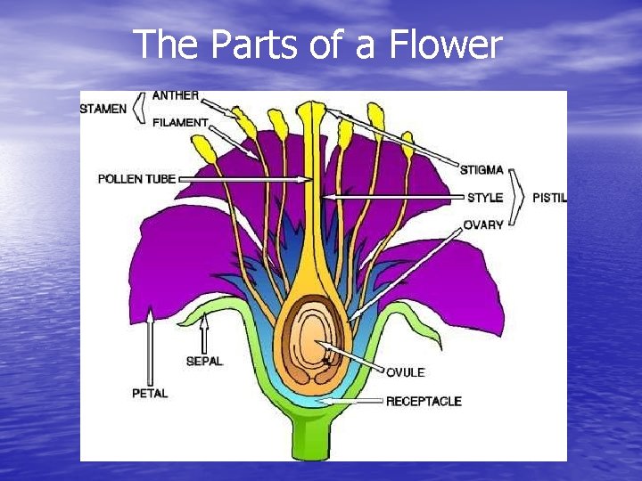 The Parts of a Flower 