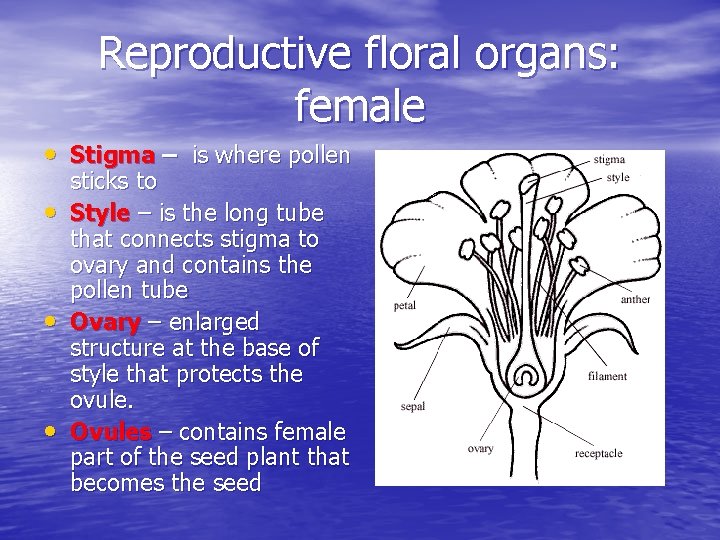 Reproductive floral organs: female • Stigma – is where pollen • • • sticks