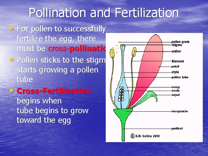 Pollination and Fertilization • For pollen to successfully • • fertilize the egg, there