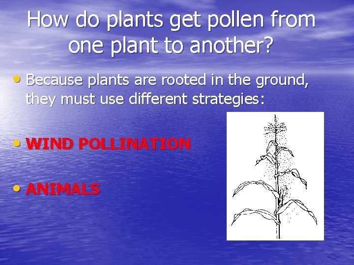 How do plants get pollen from one plant to another? • Because plants are