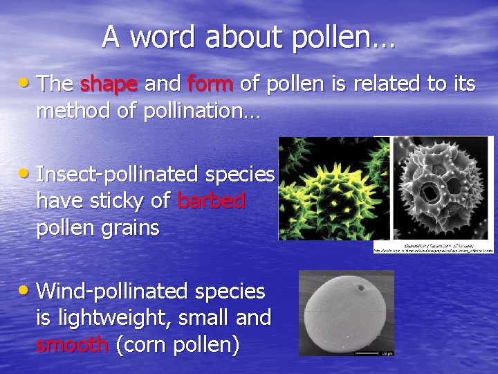 A word about pollen… • The shape and form of pollen is related to