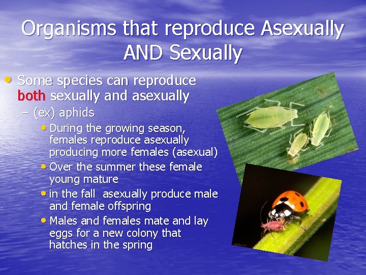 Organisms that reproduce Asexually AND Sexually • Some species can reproduce both sexually and