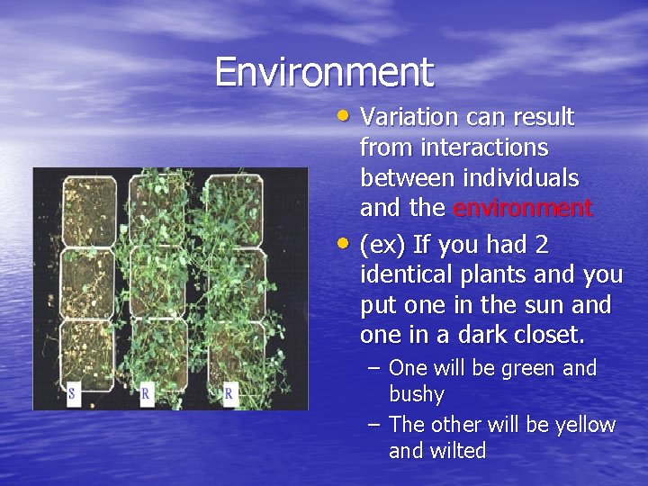 Environment • Variation can result • from interactions between individuals and the environment (ex)