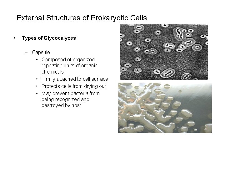 External Structures of Prokaryotic Cells • Types of Glycocalyces – Capsule • Composed of