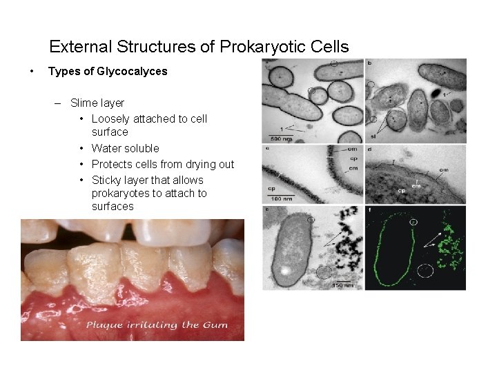 External Structures of Prokaryotic Cells • Types of Glycocalyces – Slime layer • Loosely