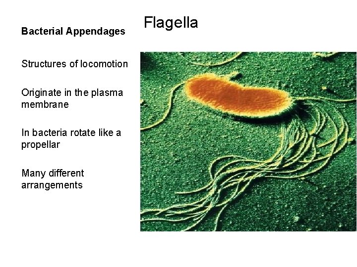 Bacterial Appendages Structures of locomotion Originate in the plasma membrane In bacteria rotate like