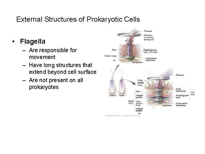 External Structures of Prokaryotic Cells • Flagella – Are responsible for movement – Have