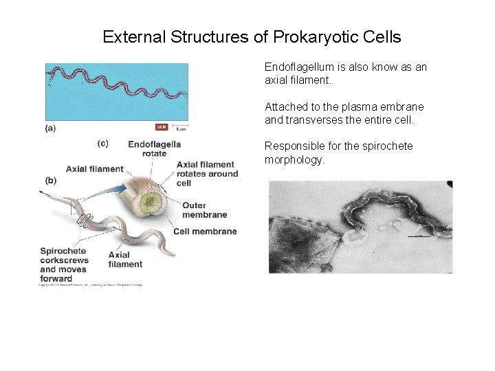 External Structures of Prokaryotic Cells Endoflagellum is also know as an axial filament. Attached