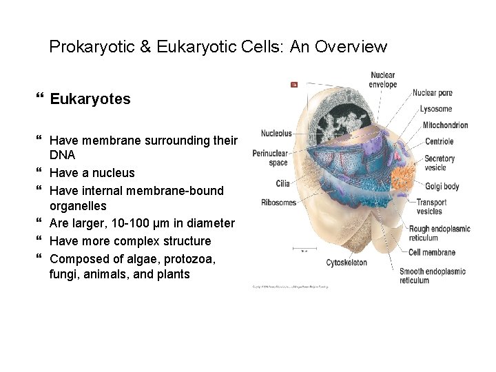 Prokaryotic & Eukaryotic Cells: An Overview Eukaryotes Have membrane surrounding their DNA Have a
