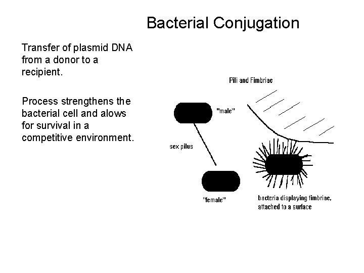 Bacterial Conjugation Transfer of plasmid DNA from a donor to a recipient. Process strengthens