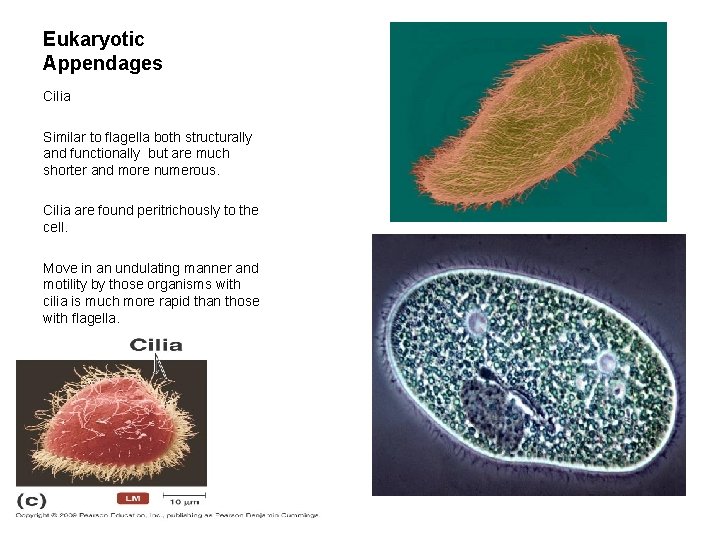 Eukaryotic Appendages Cilia Similar to flagella both structurally and functionally but are much shorter