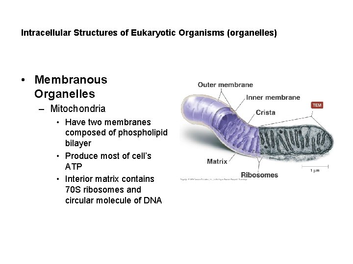 Intracellular Structures of Eukaryotic Organisms (organelles) • Membranous Organelles – Mitochondria • Have two