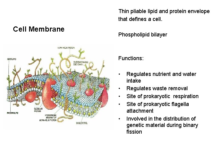 Thin pliable lipid and protein envelope that defines a cell. Cell Membrane Phospholipid bilayer