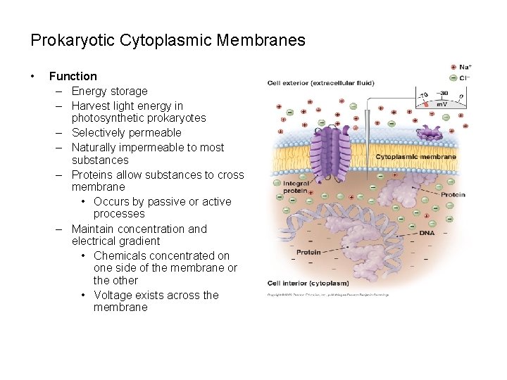 Prokaryotic Cytoplasmic Membranes • Function – Energy storage – Harvest light energy in photosynthetic