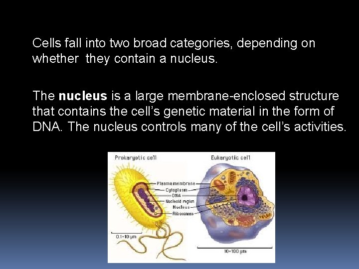 Cells fall into two broad categories, depending on whether they contain a nucleus. The