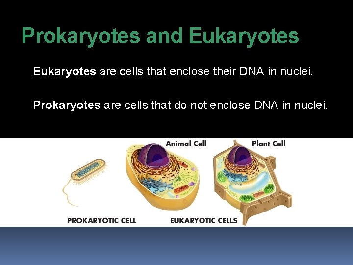 Prokaryotes and Eukaryotes are cells that enclose their DNA in nuclei. Prokaryotes are cells