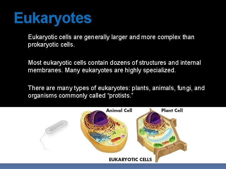 Eukaryotes Eukaryotic cells are generally larger and more complex than prokaryotic cells. Most eukaryotic