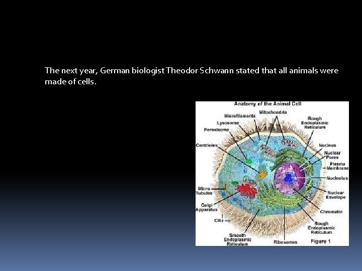 The next year, German biologist Theodor Schwann stated that all animals were made of