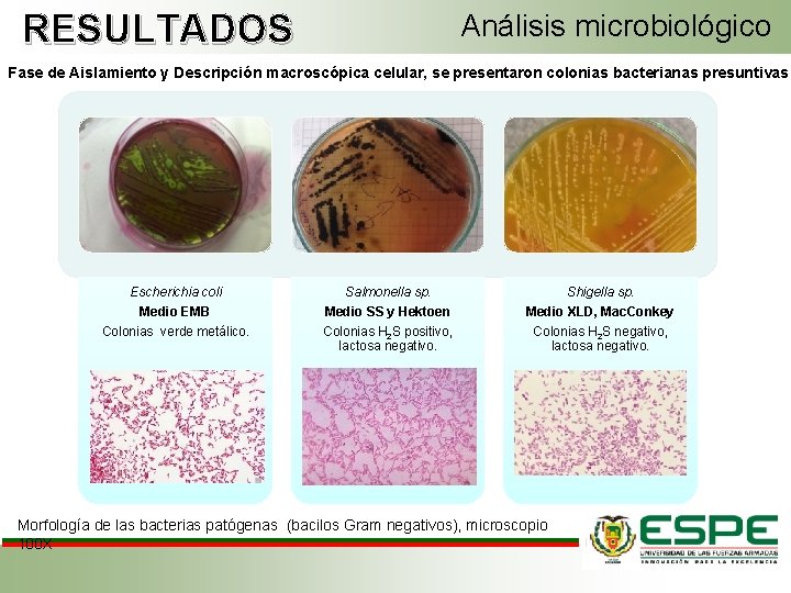 RESULTADOS Análisis microbiológico Fase de Aislamiento y Descripción macroscópica celular, se presentaron colonias bacterianas