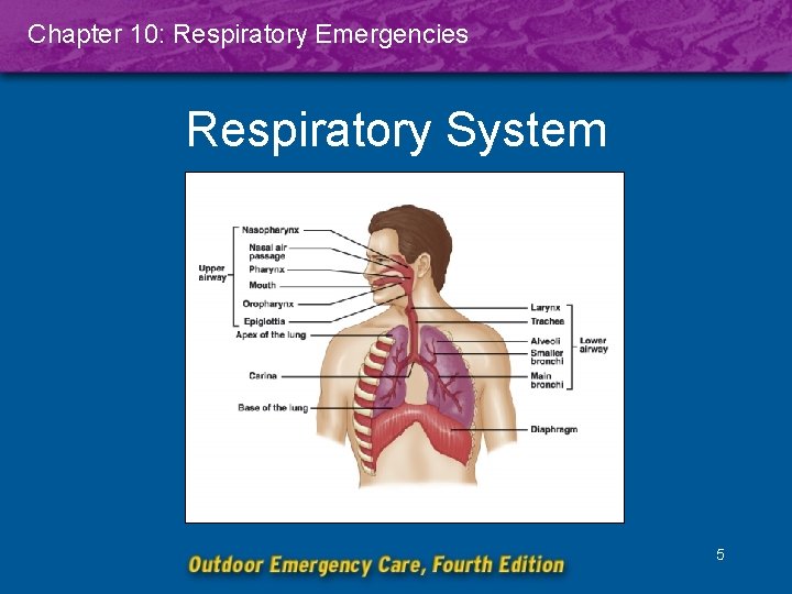 Chapter 10: Respiratory Emergencies Respiratory System 5 