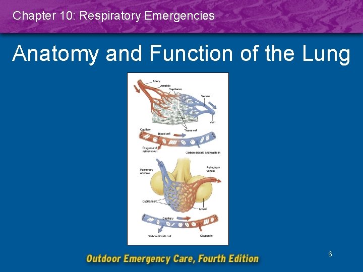 Chapter 10: Respiratory Emergencies Anatomy and Function of the Lung 6 