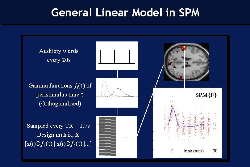 General Linear Model in SPM Auditory words every 20 s Gamma functions ƒi( )