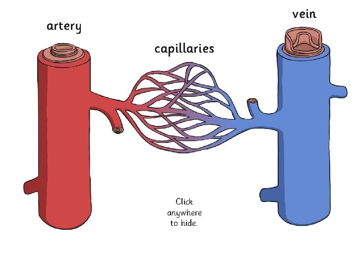 vein artery capillaries Blood vessels can be split into three types: Arterial blood vessels