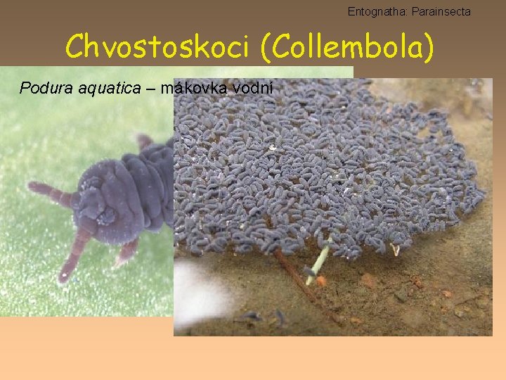 Entognatha: Parainsecta Chvostoskoci (Collembola) Podura aquatica – mákovka vodní 