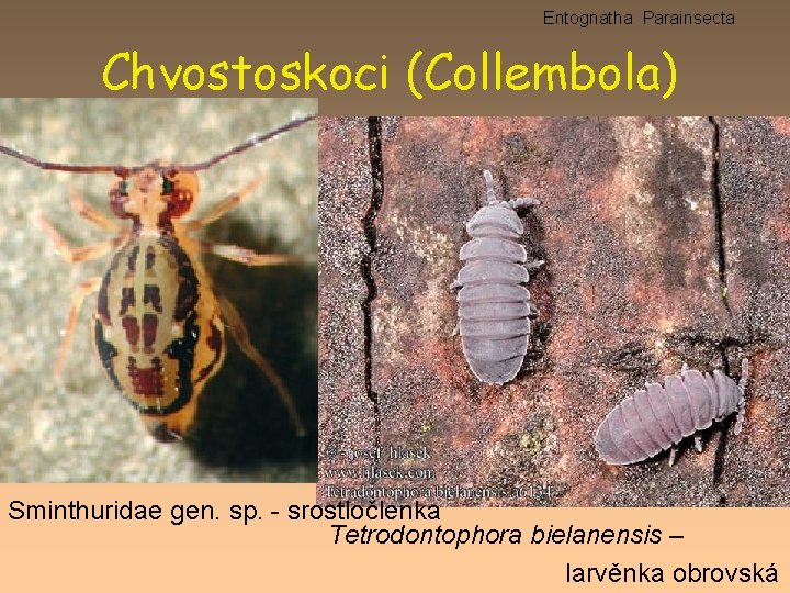 Entognatha: Parainsecta Chvostoskoci (Collembola) Entomobrya sp. Sminthuridae gen. sp. - srostločlenka Tetrodontophora bielanensis –