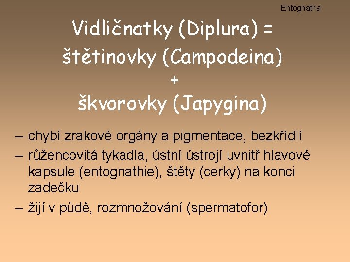 Entognatha Vidličnatky (Diplura) = štětinovky (Campodeina) + škvorovky (Japygina) – chybí zrakové orgány a