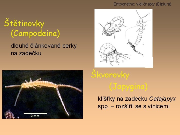 Entognatha: vidličnatky (Diplura) Štětinovky (Campodeina) dlouhé článkované cerky na zadečku Škvorovky (Japygina) klíšťky na
