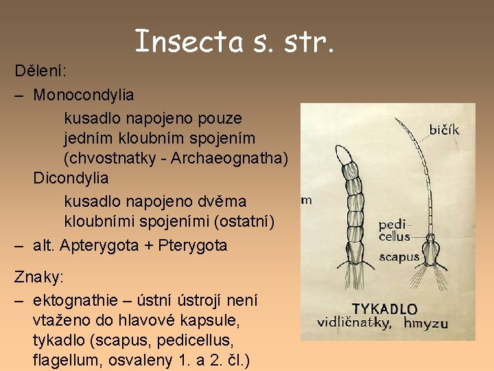 Insecta s. str. Dělení: – Monocondylia kusadlo napojeno pouze jedním kloubním spojením (chvostnatky -