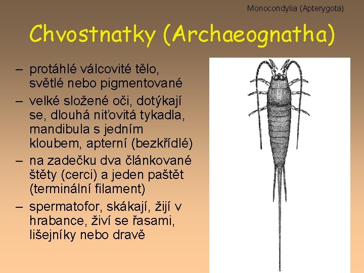 Monocondylia (Apterygota) Chvostnatky (Archaeognatha) – protáhlé válcovité tělo, světlé nebo pigmentované – velké složené